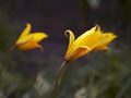 Tulipa sylvestris Tulipan